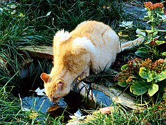 Takin' a Break, Domestic Shorthair